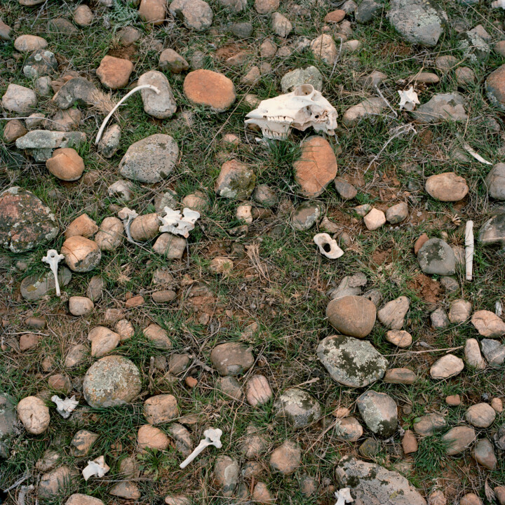 Photography titled "Ossements" by Lucien Ayer, Original Artwork, Aluminium