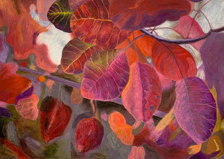 Cotinus Coggygria Royal Purple Tekening, 18,9x26,8 in