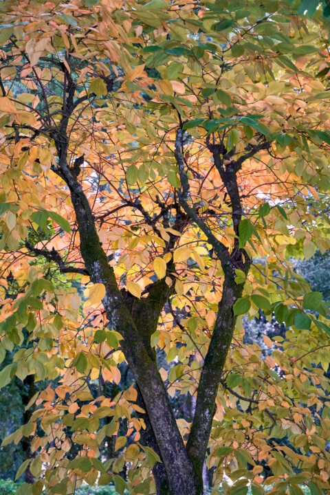 Photography titled "CUTS-United colors" by Olivier Cuvelette, Original Artwork, Digital Print