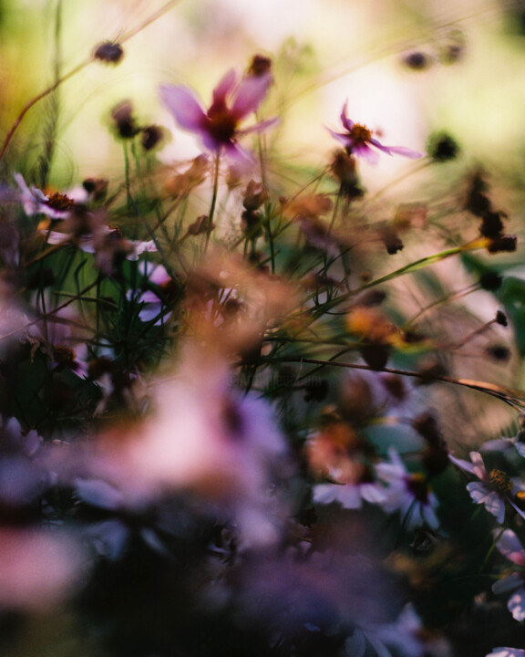 Photographie intitulée "Vision fleurs I" par Julia Genet, Œuvre d'art originale, Photographie argentique