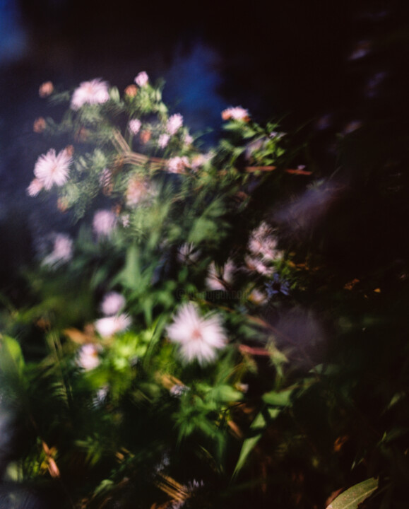Photography titled "Vision fleurs V" by Julia Genet, Original Artwork, Analog photography