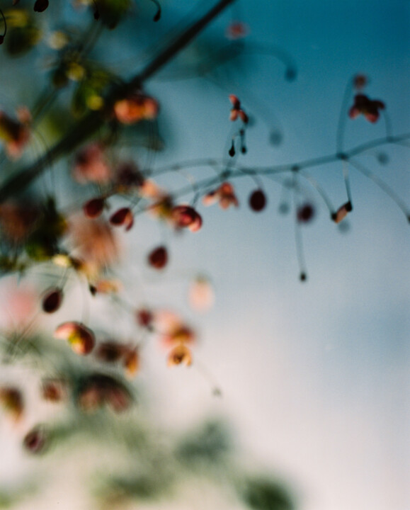 Vision fleurs VI 摄影, 19.7x15.8 in