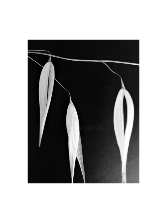 Fotografia intitulada "2 - ORGE - BARLEY" por Eric Gizard, Obras de arte originais, Impressão de filme