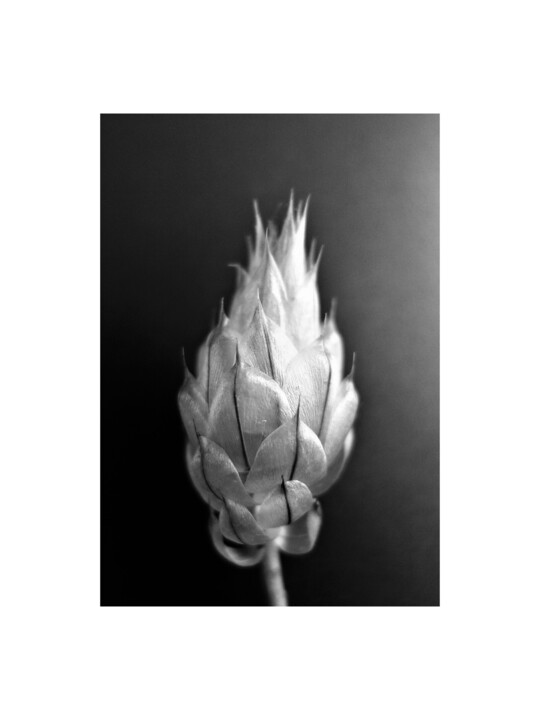 Printmaking titled "4 - BOURGEON - BUD" by Eric Gizard, Original Artwork, Analog Print