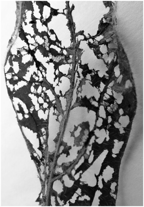 Photography titled "10 - MARILYN" by Eric Gizard, Original Artwork, Analog Print