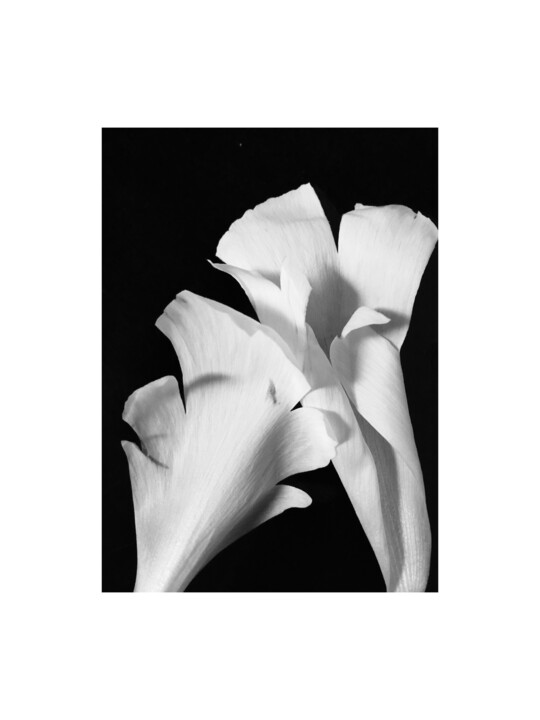 Photography titled "13 - PETALES DE PIV…" by Eric Gizard, Original Artwork, Analog Print