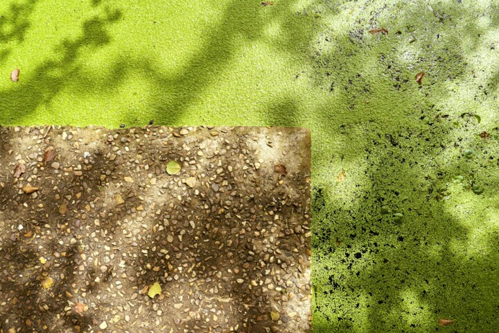 Photography titled "FUSIONS-Grain family" by Olivier Cuvelette, Original Artwork, Digital Print