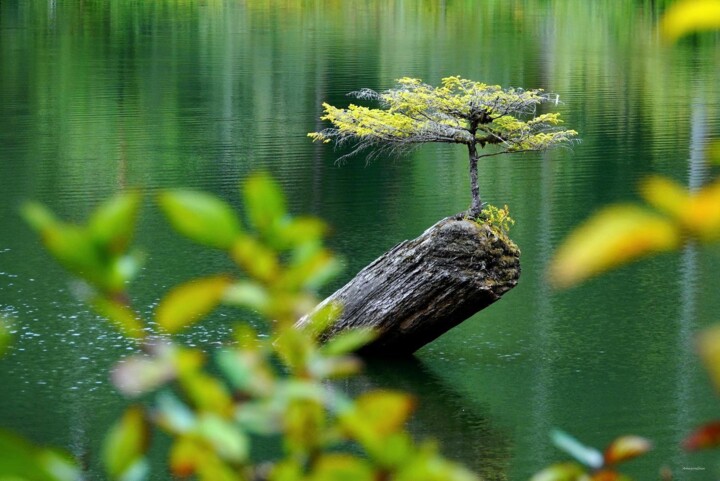 Photographie intitulée "Bonsaï Naturel" par Amazingaia, Œuvre d'art originale, Impression numérique