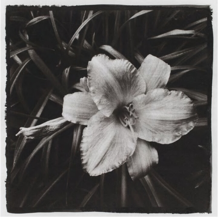 Photography titled "Lys, 2021" by Marie-Jeanne Caprasse, Original Artwork, Paper