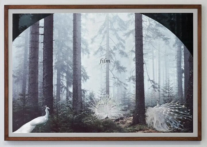 Gravures & estampes intitulée "Peacock  " par Andrea Blum, Œuvre d'art originale, Tirage argentique