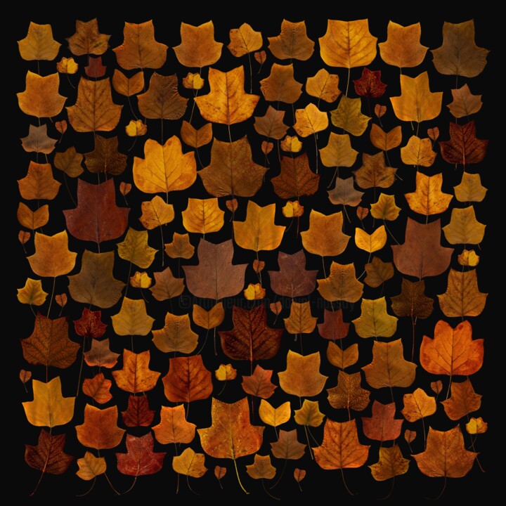crea-feuilles-13-tulipier 数字艺术, 27.6x27.6 in