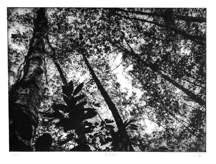 Printmaking titled "Arbres V" by Daniel Nassoy, Original Artwork, Engraving