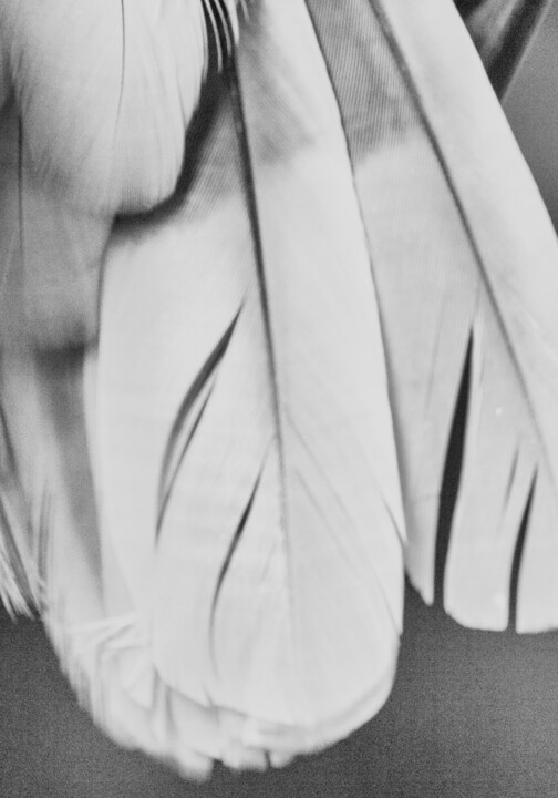 Photography titled "Sans titre, Série C…" by Rosalie Parent, Original Artwork, Glass