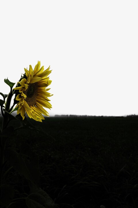 Photography,  39.4x26.4 in 