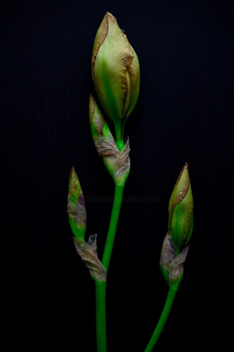 Fotografia,  27,6x18,5 in 