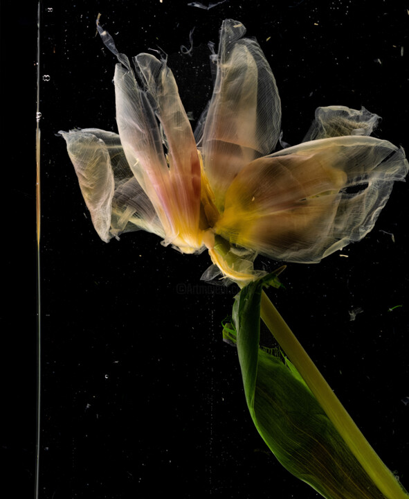 Aesthetics Of Decay. Tulip. 摄影
