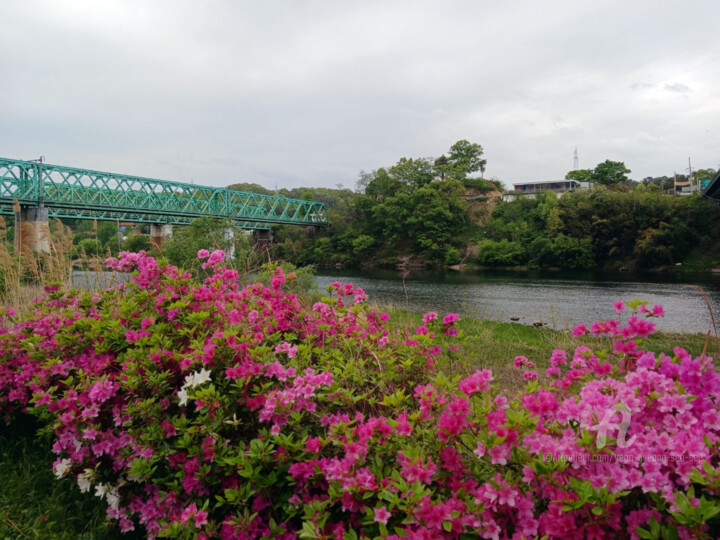 Where Stillness Meets Bloom 摄影