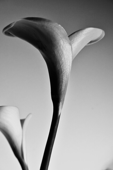 Arum Fotoğraf, 27,6x11,8 in
