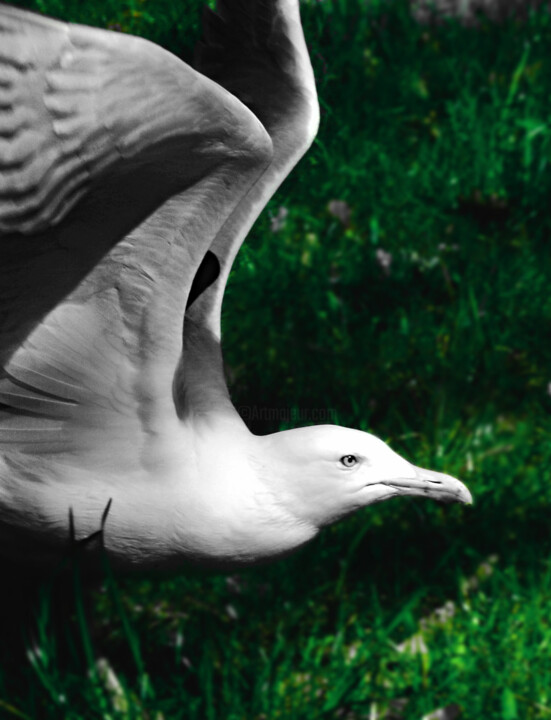 Fotografia zatytułowany „seagull” autorstwa Jerzy Jaworski, Oryginalna praca, Fotografia cyfrowa