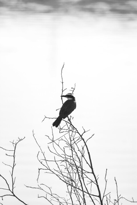 摄影,  39.4x27.6 in 