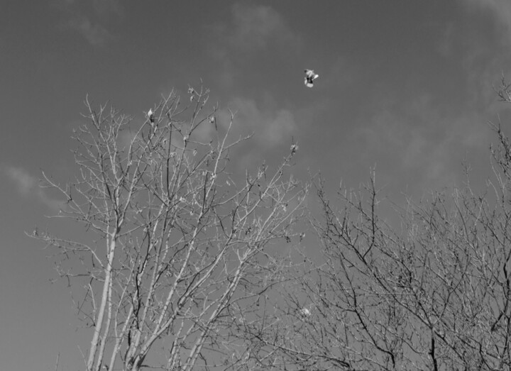 Pigeon beauty Fotoğraf, 27,8x18,6 in