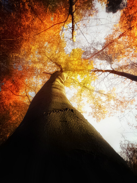 Fotografia zatytułowany „Qqqq” autorstwa Jerzy Jaworski, Oryginalna praca, Fotografia cyfrowa