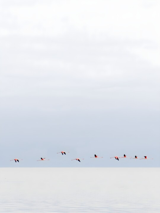 Migrant Flamingos – Minimal Art on the Caspian Coast 摄影