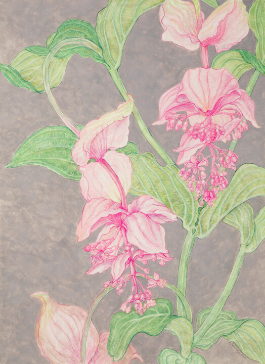 Medinilla I Drawing, 28.4x20.5 in