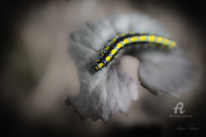 Photography titled "Dernier festin prél…" by Anou, Original Artwork, Digital Photography