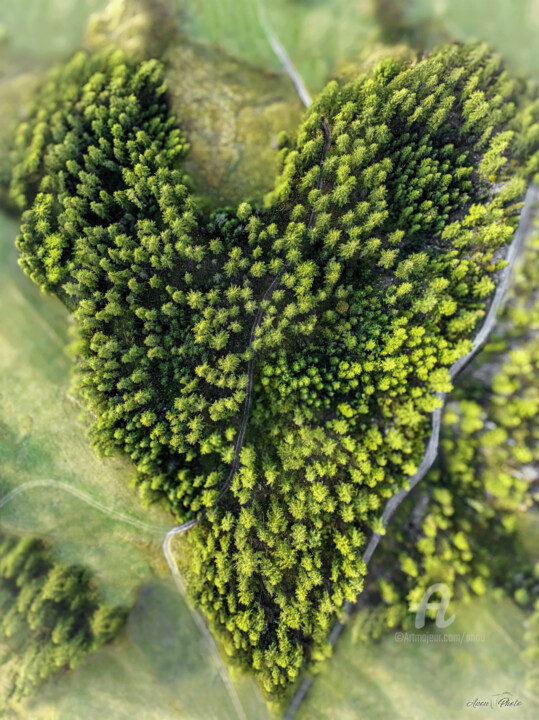 Photography titled "Cœur de sapins" by Anou, Original Artwork, Digital Photography