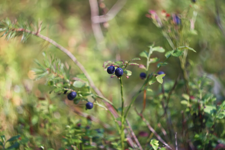 Photography titled "Blueberry" by Olga Strogonova, Original Artwork, Digital Photography