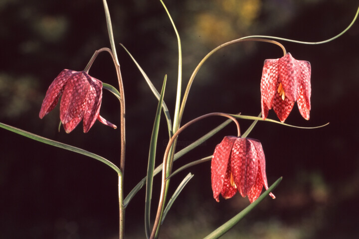 Laternes rouges Fotoğraf