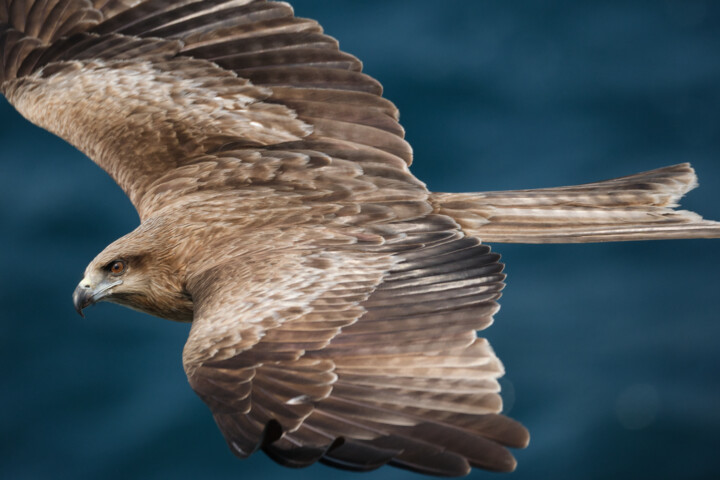 hunter's eyes Photography