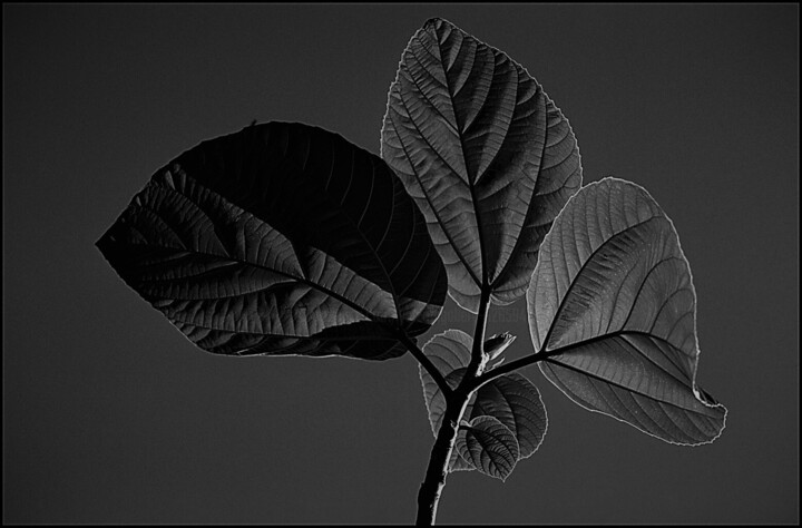 Untitled Fotoğraf, 19,7x27,6 in