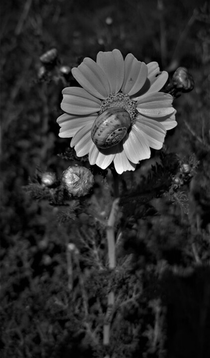 Photography titled "Untitled" by Alex Zavitan, Original Artwork, Analog photography