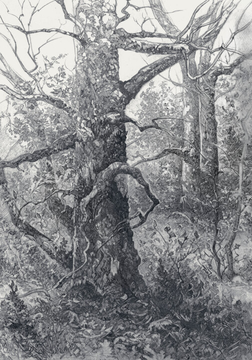 Drawing titled "Сильные Деревья у в…" by Roman Malysev, Original Artwork, Graphite