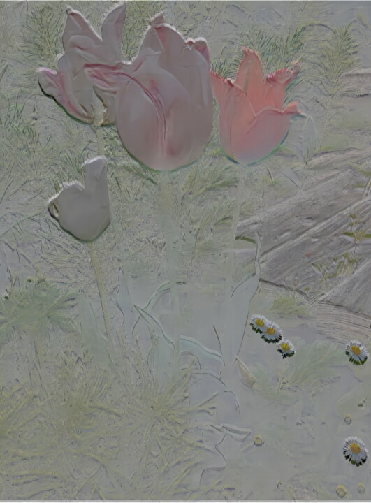 Champs de tulipes. 摄影