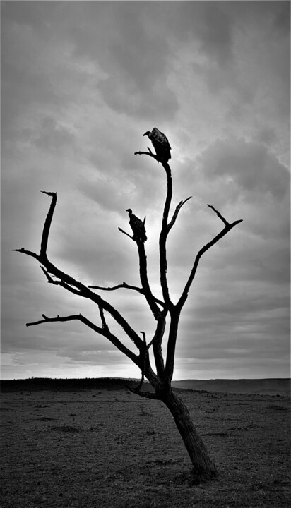 Photography titled "Untitled" by Alex Zavitan, Original Artwork, Digital Photography