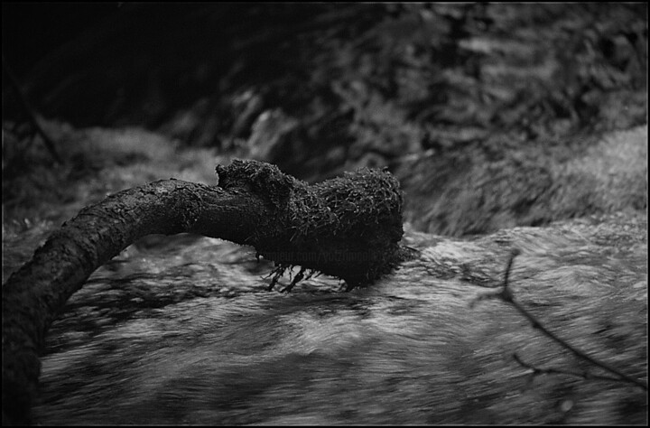 Photography titled "Untitled" by Alex Zavitan, Original Artwork, Analog photography