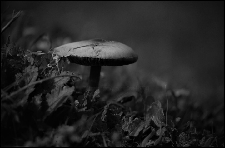 Photography titled "Untitled" by Alex Zavitan, Original Artwork, Analog photography