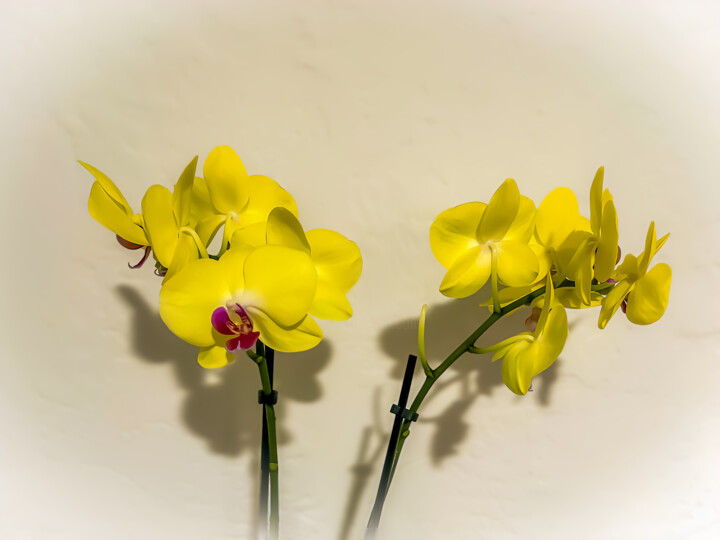 Prenten & gravures getiteld "Golden Blossoms" door Lewis R Freitag I I I, Origineel Kunstwerk, Digitale afdruk Gemonteerd op…