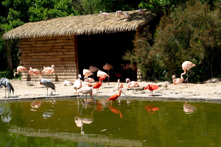 Oiseaux multicolores 摄影