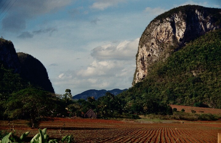 Cuba - culture du tabac, région de Vinales Fotoğraf, 0,4x0,4 in