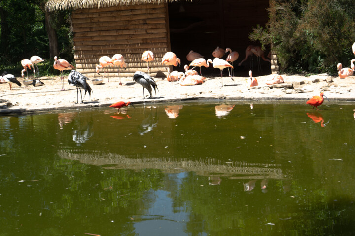 Oiseaux multicolores buvant dans la mare 摄影