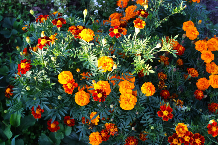 Photography titled "Tagetes flowers" by Olga Strogonova, Original Artwork, Digital Photography