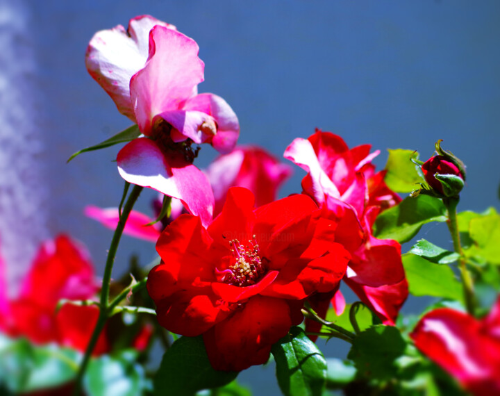 Fantasia de Flor 113 Photography