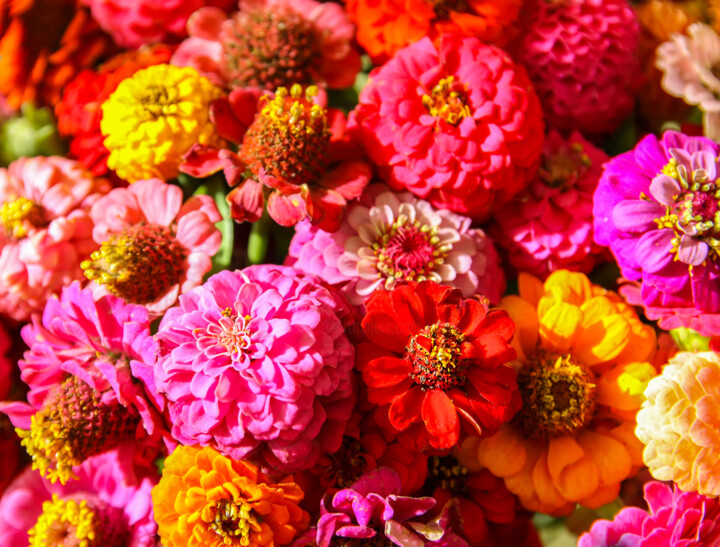 Photography titled "Zinnias" by Olga Strogonova, Original Artwork, Digital Photography