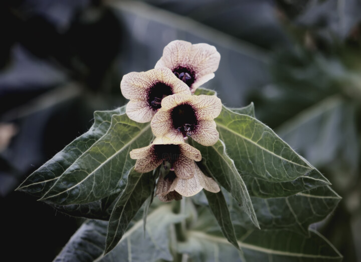 Photography titled "Toxic beauty" by Olga Strogonova, Original Artwork, Digital Photography