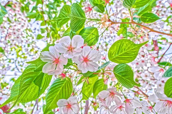 Japanese blossoms 摄影