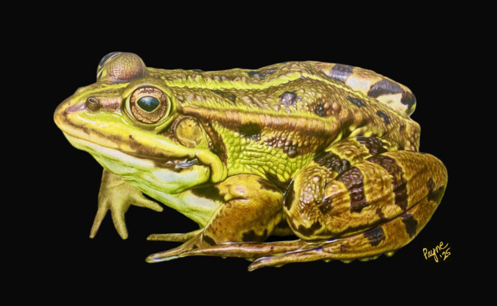 Dibujo titulada "Water Frog" por Teresa Payne Art, Obra de arte original, Lápiz